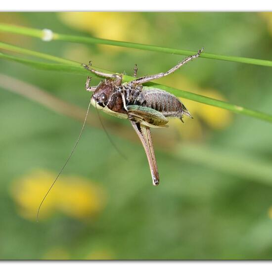 Metrioptera brachyptera: Animal in habitat Forest in the NatureSpots App