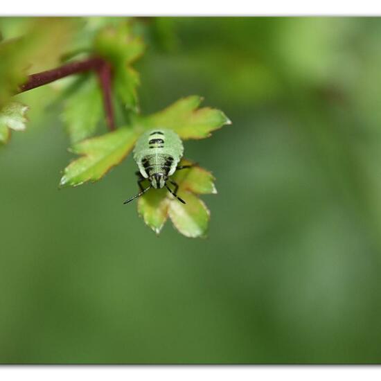 Green shield bug: Animal in habitat Forest in the NatureSpots App