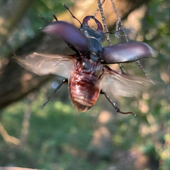 Lucanus cervus: Animal in habitat Temperate forest in the NatureSpots App