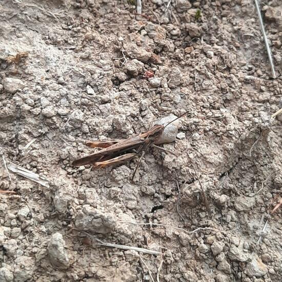 Common field grasshopper: Animal in nature in the NatureSpots App