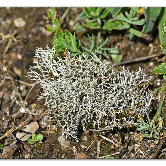 Tephromela atra: Mushroom in habitat Mountain meadows in the NatureSpots App