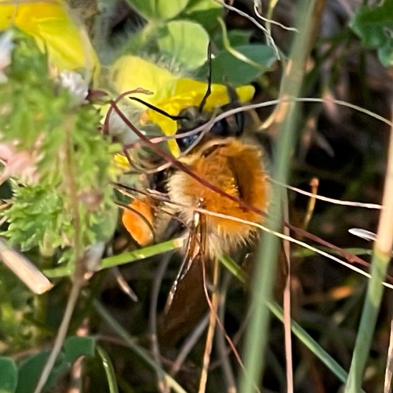 Bombus pascuorum: Animal in habitat Temperate forest in the NatureSpots App