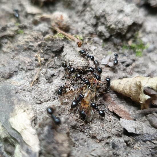 Lasius fuliginosus: Animal in habitat Riparian forest in the NatureSpots App