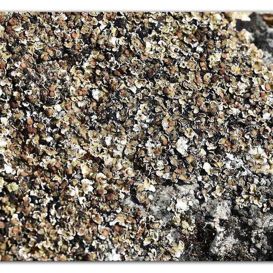 Lecanora muralis: Mushroom in habitat Mountain meadows in the NatureSpots App