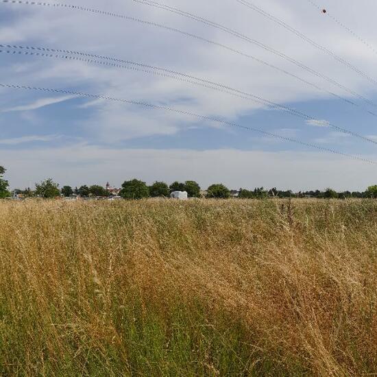 Landscape: Grassland and Shrub in habitat Natural Meadow in the NatureSpots App