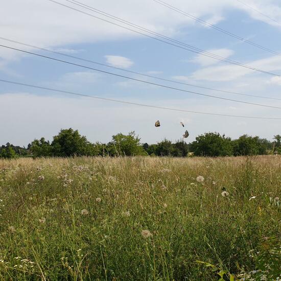 Landscape: Grassland and Shrub in habitat Natural Meadow in the NatureSpots App