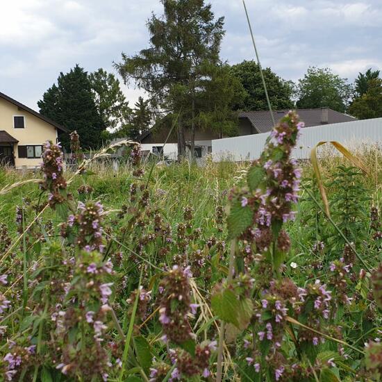 Landscape: Grassland and Shrub in habitat Natural Meadow in the NatureSpots App