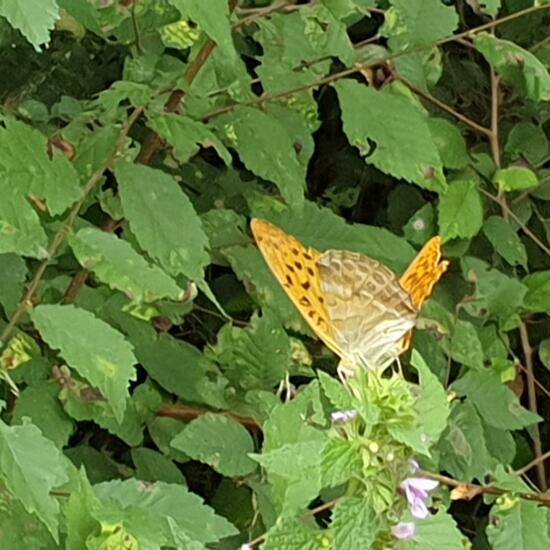 Argynnis paphia: Animal in habitat Riparian forest in the NatureSpots App