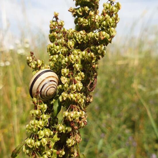 Gastropoda: Animal in habitat Natural Meadow in the NatureSpots App