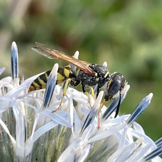 Philanthus triangulum triangulum: Animal in habitat Grassland in the NatureSpots App