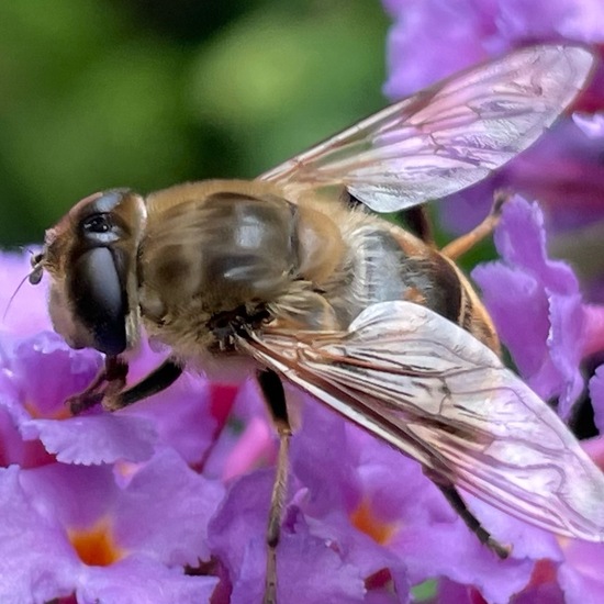 Eristalis tenax: Animal in habitat Garden in the NatureSpots App