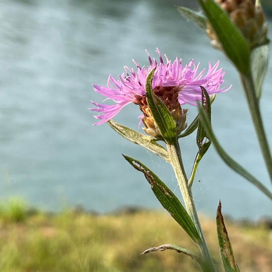 Centaurea jacea: Plant in habitat Riparian forest in the NatureSpots App