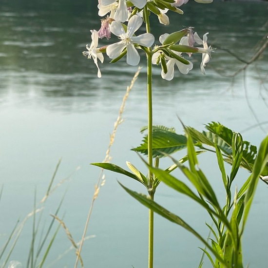 Saponaria officinalis: Plant in nature in the NatureSpots App