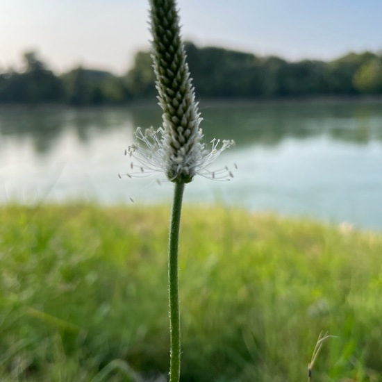 Plantago media: Plant in nature in the NatureSpots App