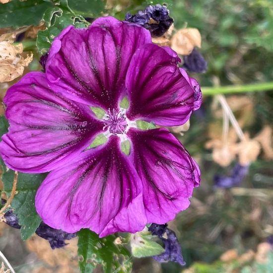 Malva sylvestris: Plant in nature in the NatureSpots App