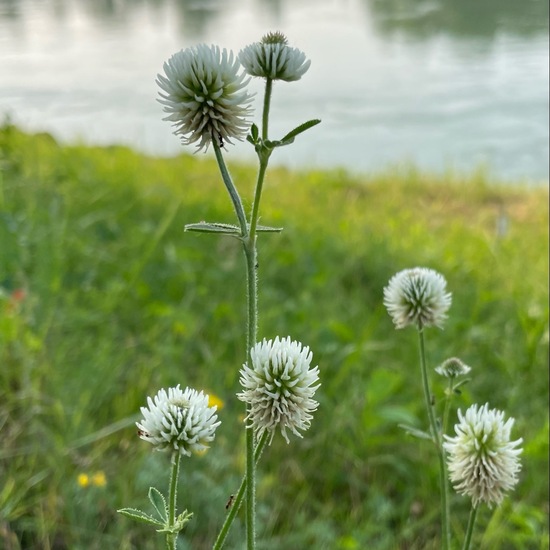 Mountain clover: Plant in nature in the NatureSpots App