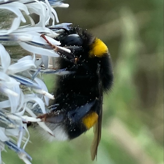 Bumble bee: Animal in habitat Grassland in the NatureSpots App