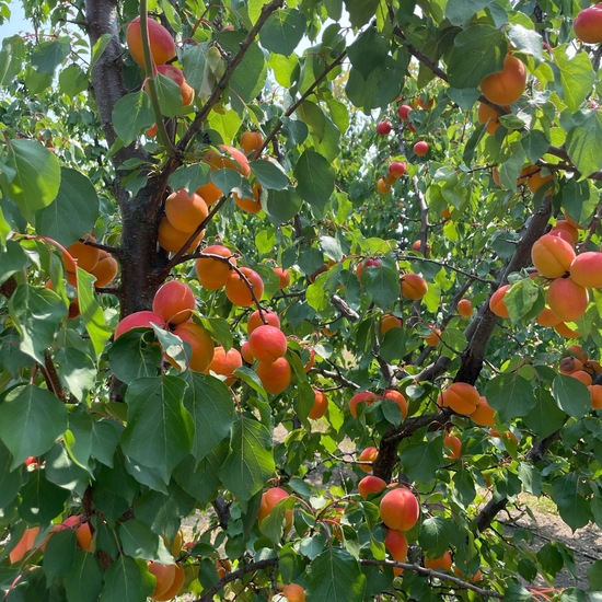 Prunus armeniaca: Plant in habitat Agricultural habitat in the NatureSpots App