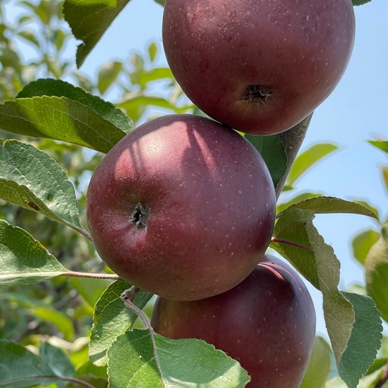 Malus: Plant in habitat Agricultural habitat in the NatureSpots App