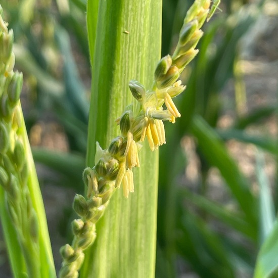 Landscape: Agriculture in habitat Crop cultivation in the NatureSpots App