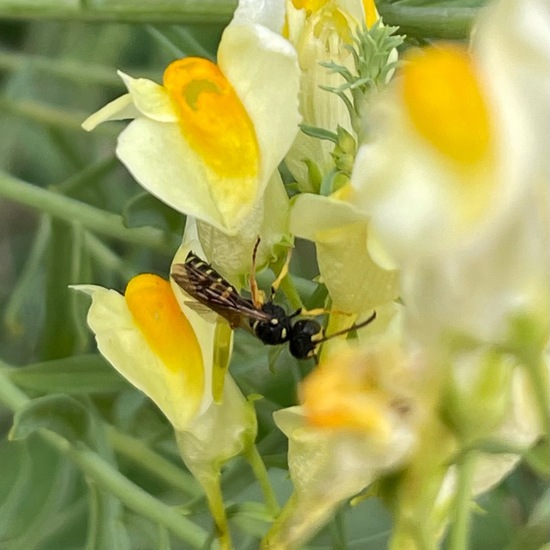 Cerceris: Animal in habitat Riparian forest in the NatureSpots App