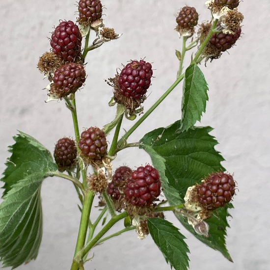 Rubus fruticosus: Plant in habitat Garden in the NatureSpots App