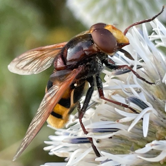 Volucella zonaria: Animal in habitat Grassland in the NatureSpots App