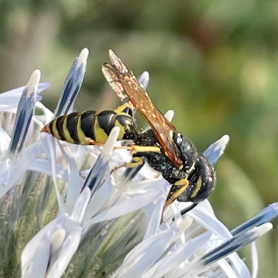 Philanthus triangulum triangulum: Animal in habitat Grassland in the NatureSpots App