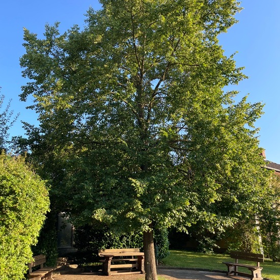 Tilia platyphyllos: Plant in habitat Park in the NatureSpots App