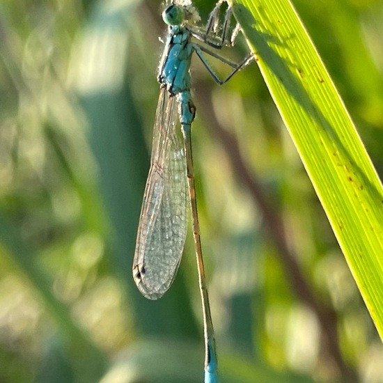 Odonata: Animal in habitat Park in the NatureSpots App