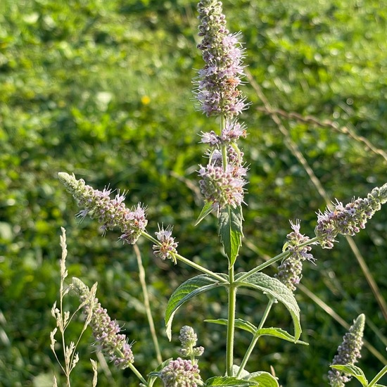 Mentha spicata: Plant in habitat Park in the NatureSpots App