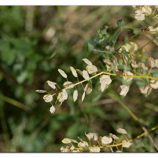 Thlaspi arvense: Plant in habitat Dune in the NatureSpots App