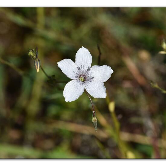 Linum tenuifolium: Plant in habitat Mountain meadows in the NatureSpots App