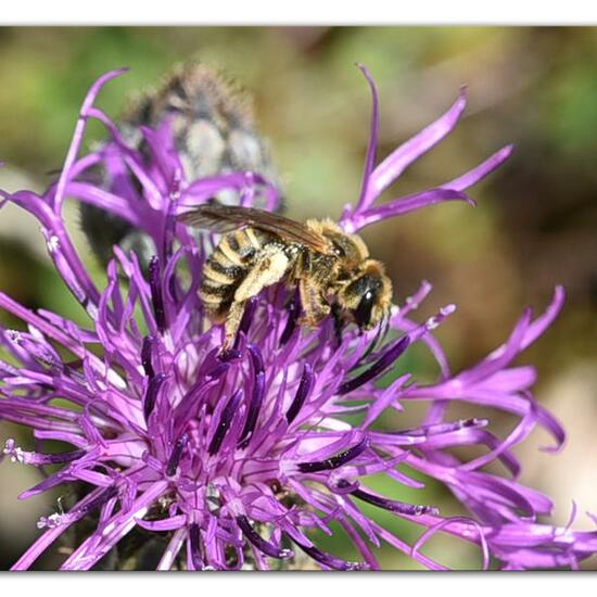 Halictus scabiosae: Animal in habitat Mountain meadows in the NatureSpots App