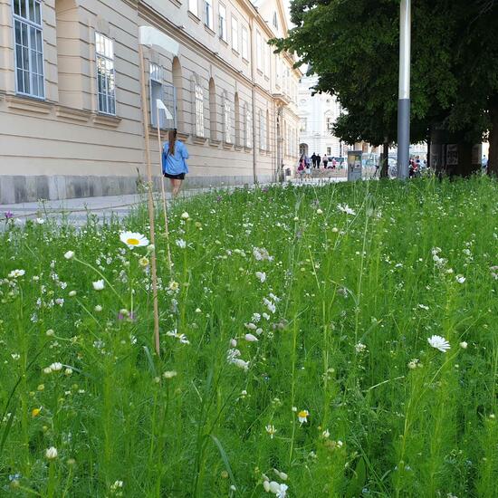 Landscape: Grassland and Shrub in habitat Natural Meadow in the NatureSpots App