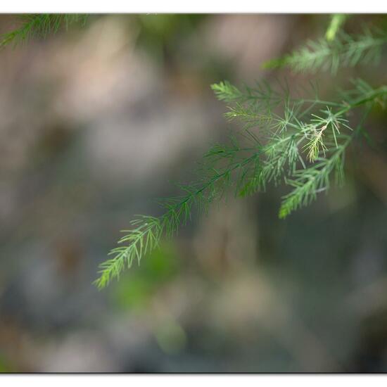 Asparagus officinalis subsp. officinalis: Plant in habitat Dune in the NatureSpots App