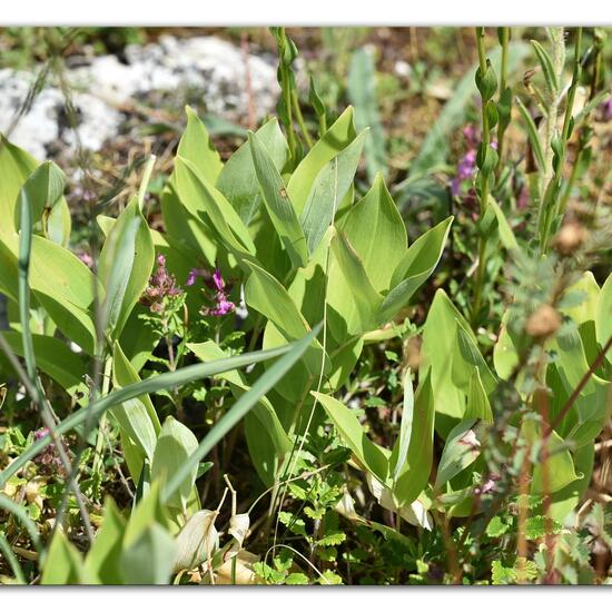 Polygonatum odoratum: Plant in habitat Mountain meadows in the NatureSpots App