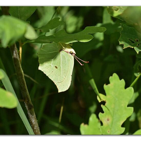 Gonepteryx rhamni: Animal in habitat Mountain meadows in the NatureSpots App