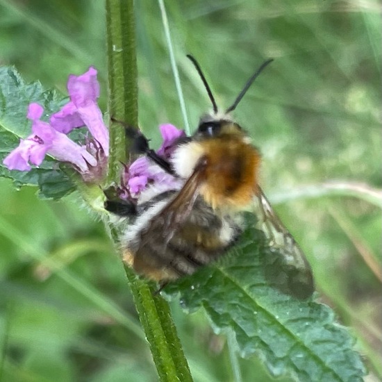 Bombus pascuorum: Animal in habitat Temperate forest in the NatureSpots App