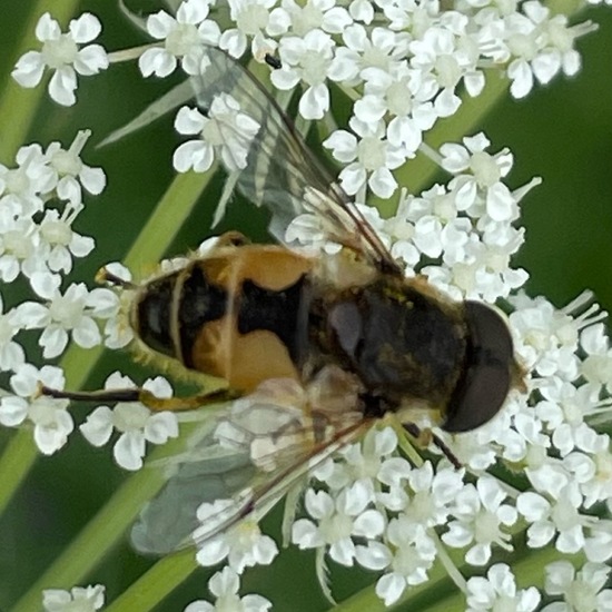 Eristalis arbustorum: Animal in nature in the NatureSpots App