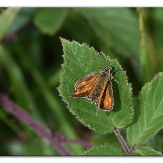 Large Skipper: Animal in habitat Mountain meadows in the NatureSpots App