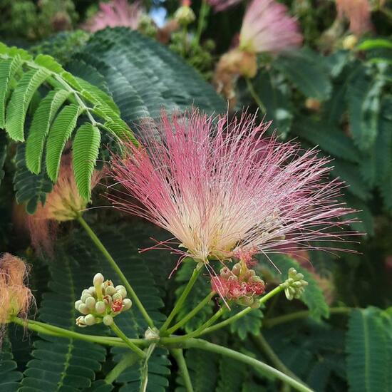 Albizia julibrissin: Plant in habitat Park in the NatureSpots App