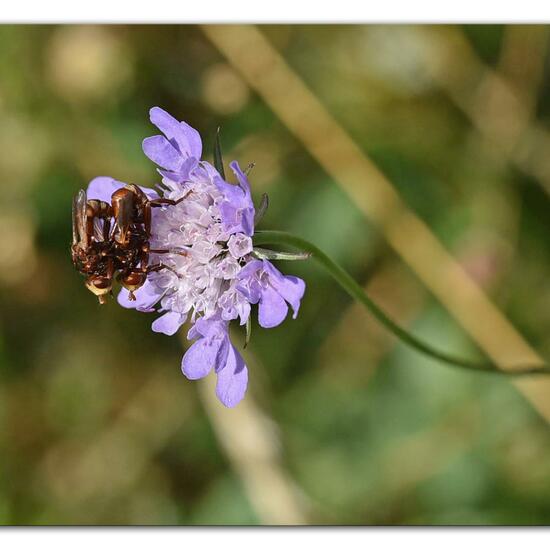 Sicus ferrugineus: Animal in habitat Mountain meadows in the NatureSpots App