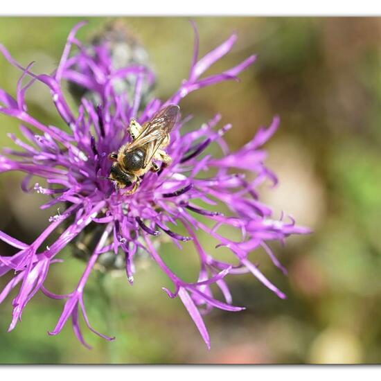 Halictus scabiosae: Animal in habitat Mountain meadows in the NatureSpots App