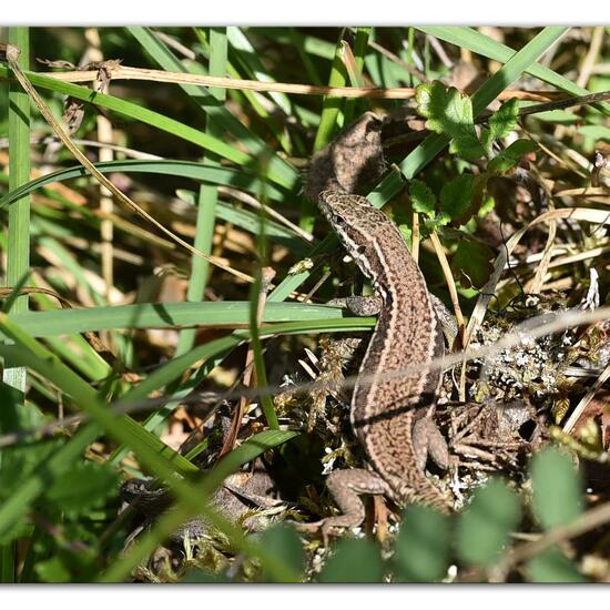 Podarcis muralis: Animal in habitat Mountain meadows in the NatureSpots App