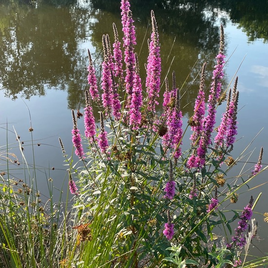 Lythrum salicaria: Plant in nature in the NatureSpots App