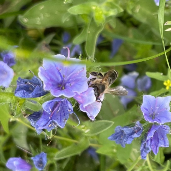 Echium plantagineum: Plant in habitat Garden in the NatureSpots App