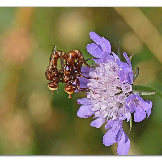 Sicus ferrugineus: Animal in habitat Mountain meadows in the NatureSpots App