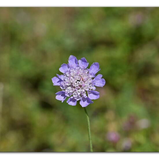 Scabiosa columbaria: Plant in habitat Mountain meadows in the NatureSpots App