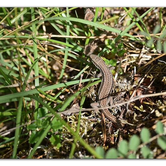 Podarcis muralis: Animal in habitat Mountain meadows in the NatureSpots App